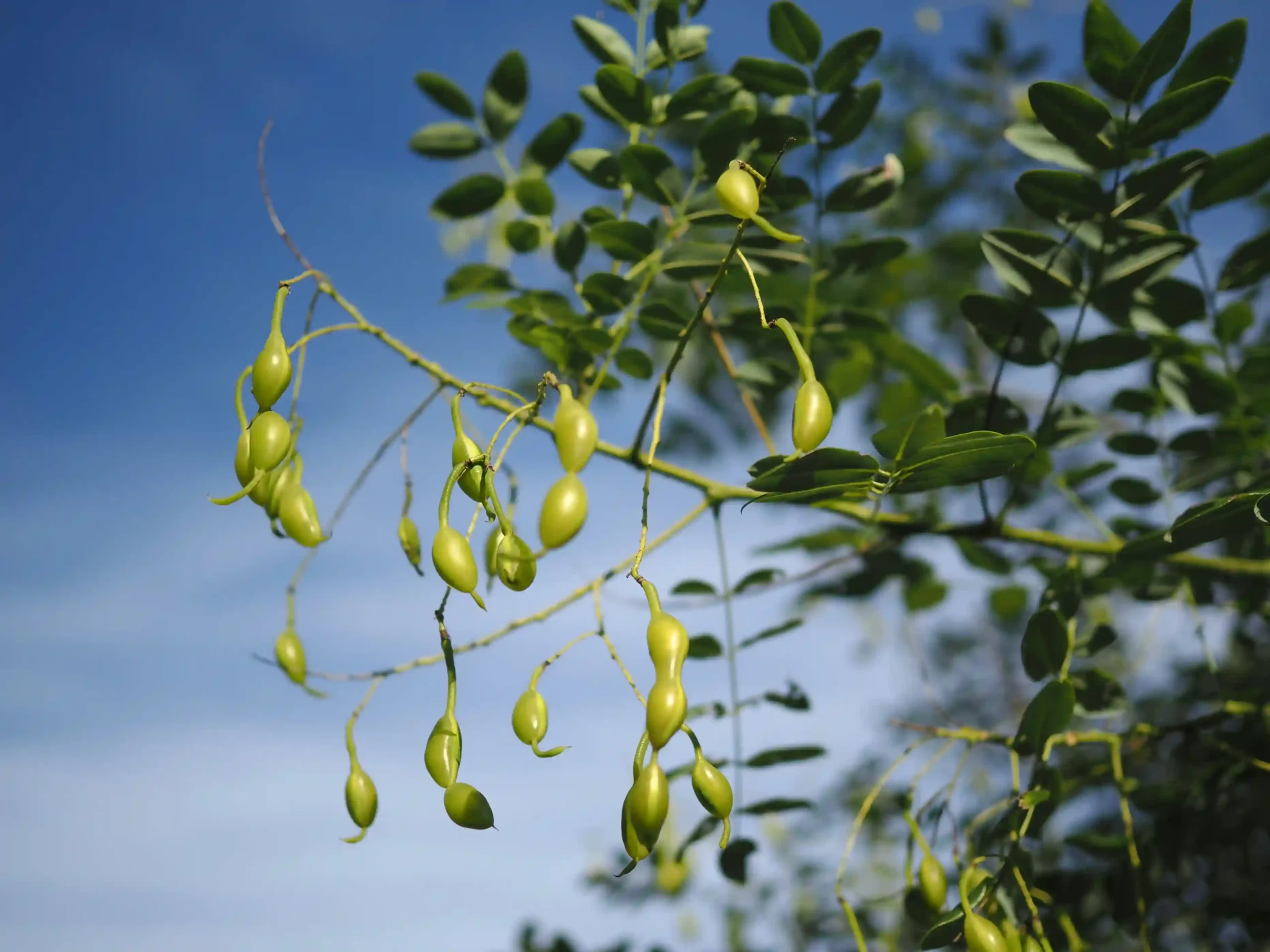 Cómo es el fruto de la planta de lentejas
