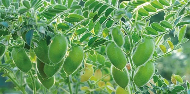 Cómo reconocer una planta de garbanzo