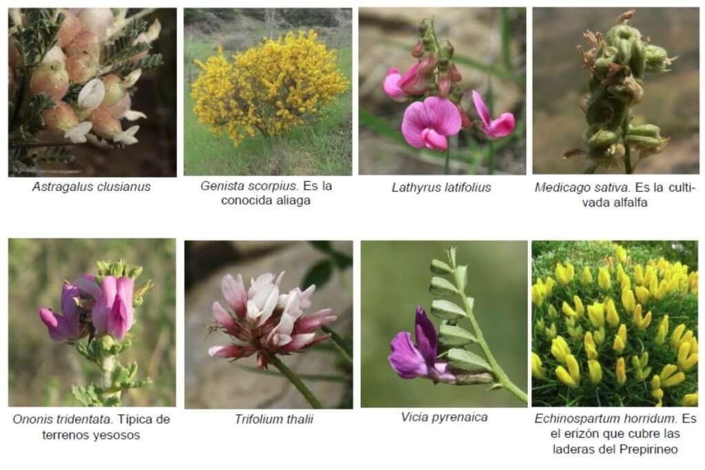 Leguminosas de flor