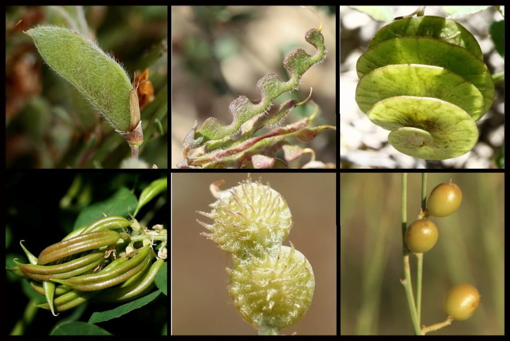 Leguminosas silvestres