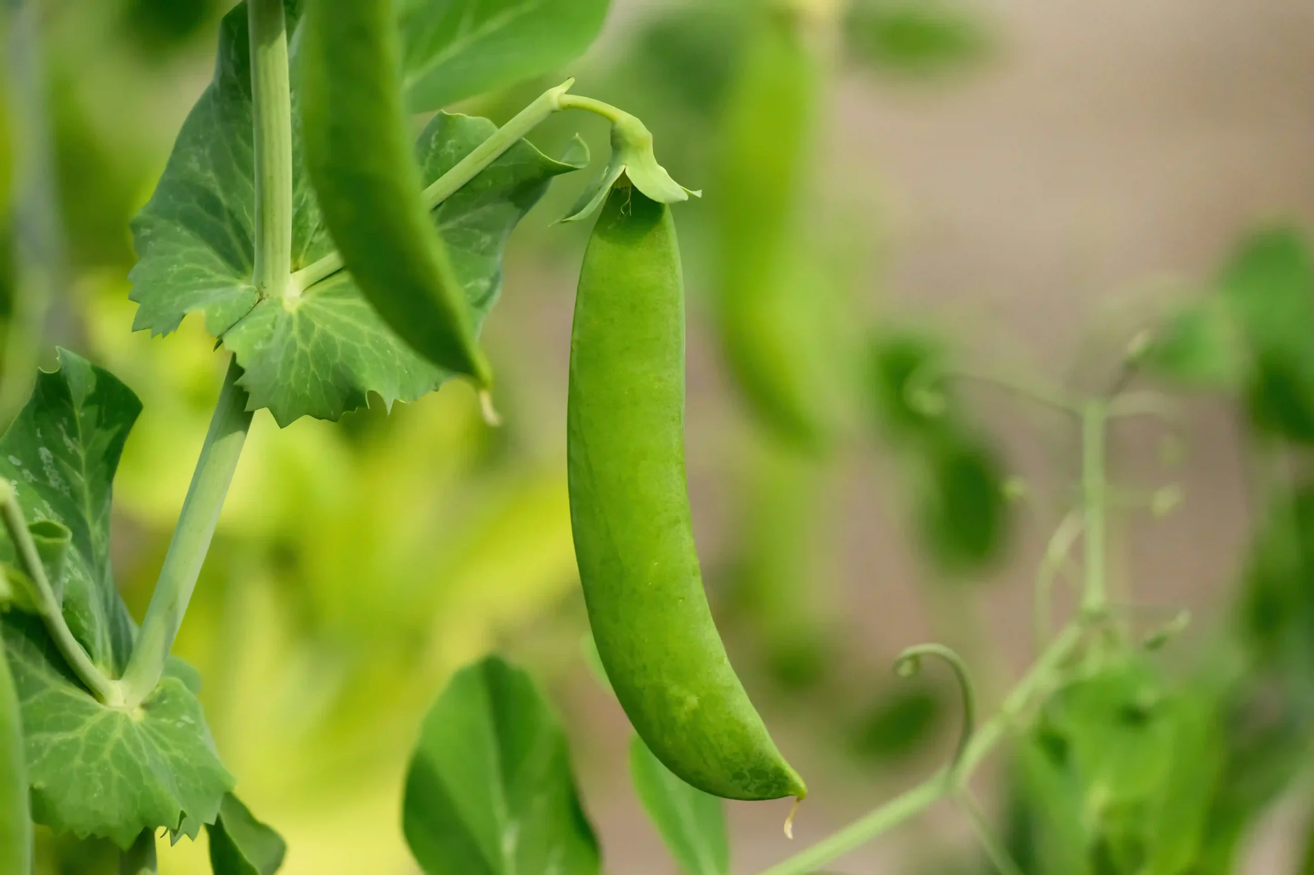 Lentejas planta cómo es, cuidados y cuánto tarda en crecer