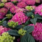 Planta de hortensia