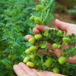 Planta del garbanzo cómo es, flor, fruto y características