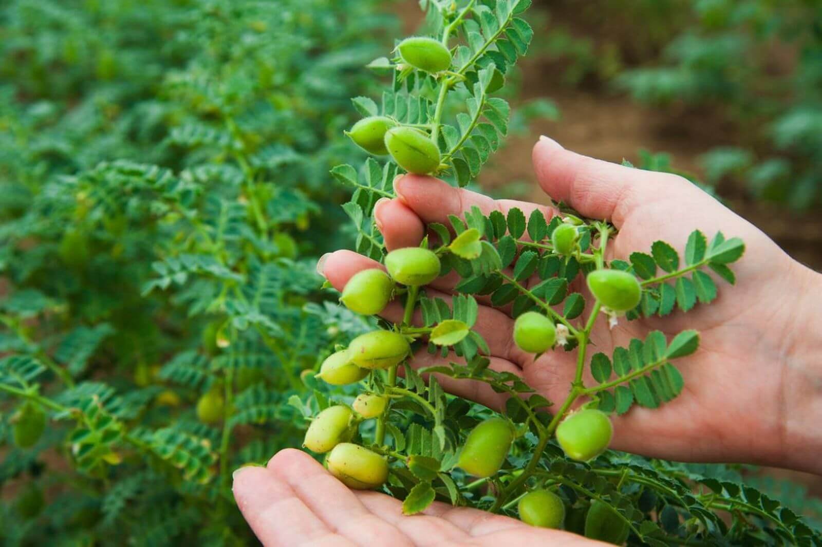 Planta del garbanzo cómo es, flor, fruto y características