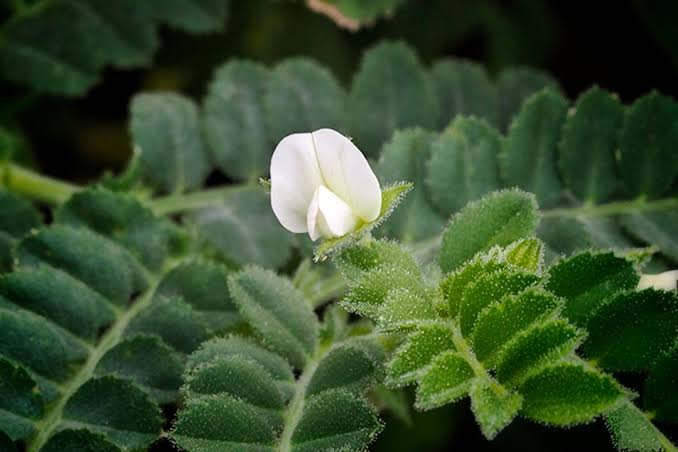 Planta del garbanzo en flor