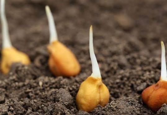 ¿Cómo cultivar garbanzos paso a paso?