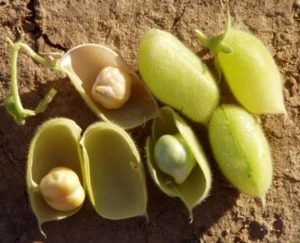 ¿Cómo es el fruto del garbanzo?