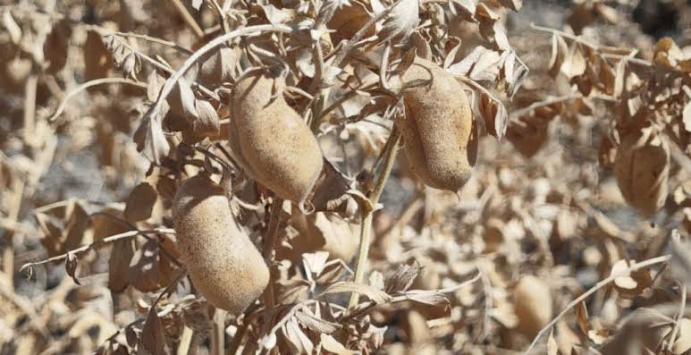 ¿Cómo es la planta del garbanzo seca