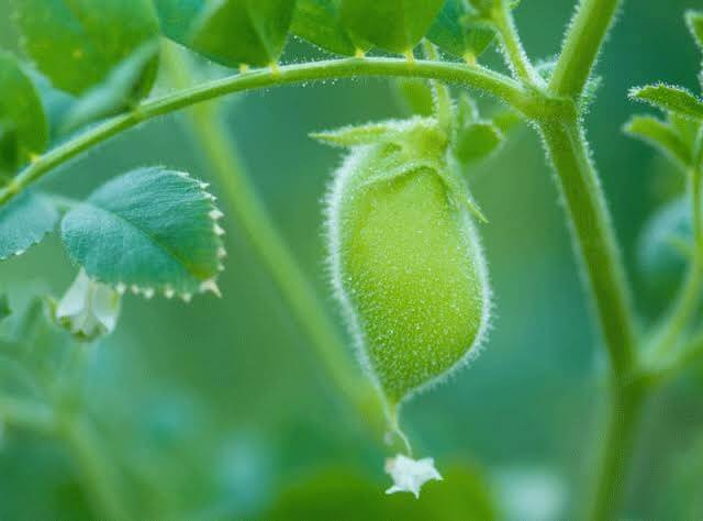 ¿Cómo es la planta del garbanzo